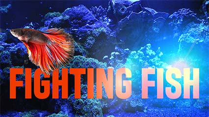 Online Thumbnail Designer